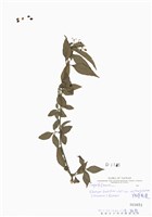 藏品(狹葉莢蒾)的圖片